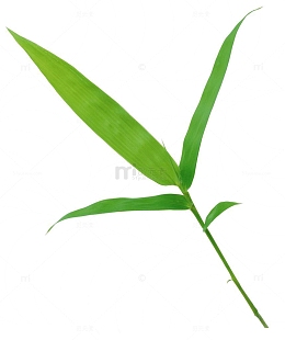 翠竹竹叶图片素材 