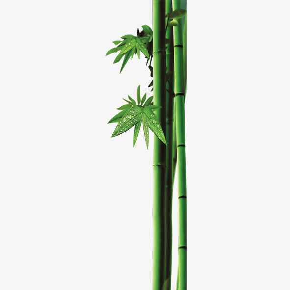 绿色竹子免抠素材免费下载_觅元素51yuansu.com