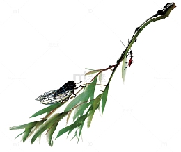 手绘竹子