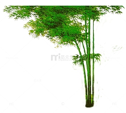 一丛竹林