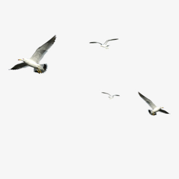 海鸥素材免费下载_觅元素