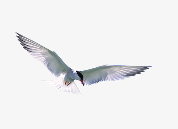 海鸥免抠素材免费下载_觅元素51yuansu.com