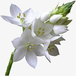 夹竹桃花