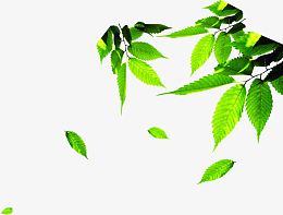 绿色时尚春天树叶树影