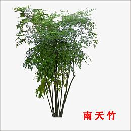 南天竹