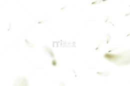 花瓣漂浮蒲公英