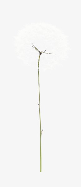 白色漂亮蒲公英