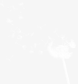 飘飞的蒲公英