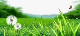 清新绿色草地