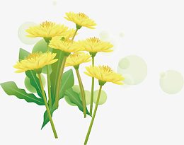 精美春天黄色花