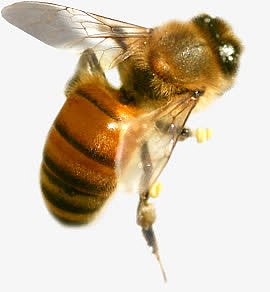 春天复苏蜜蜂昆虫