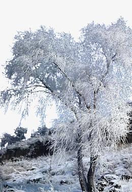 吉林雾松