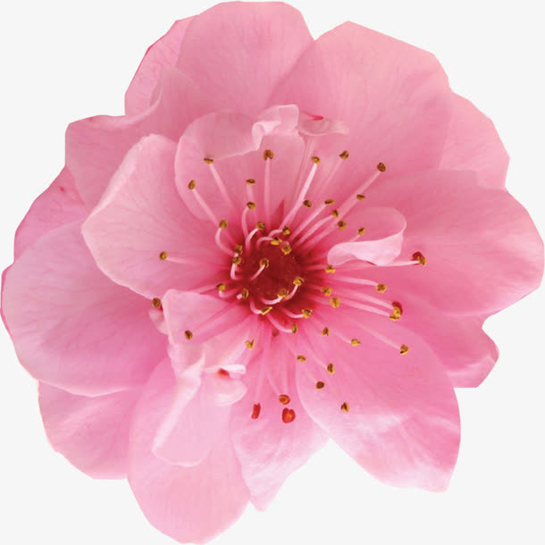 粉色卡通创意花朵美景装饰