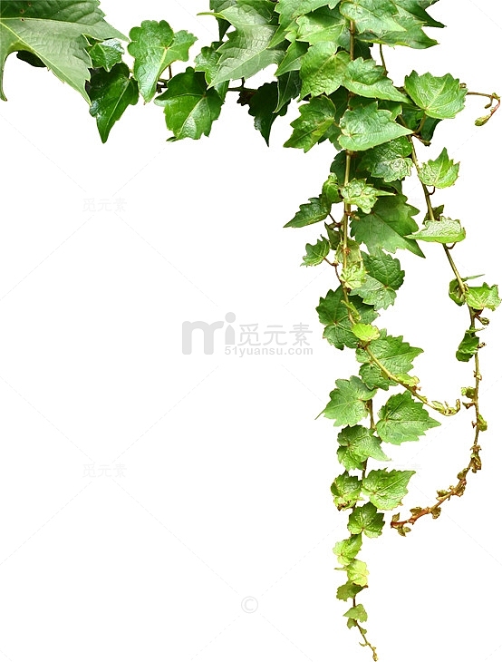 杂志绿叶藤蔓装饰植物边框