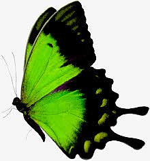 绿色环保清新蝴蝶手绘