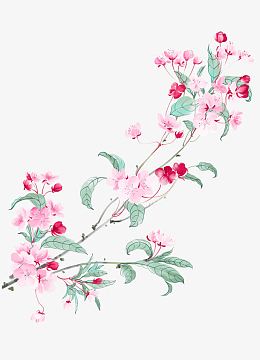 海棠