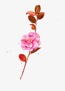 一支手绘梅花