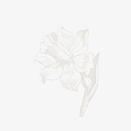手绘素雅花朵