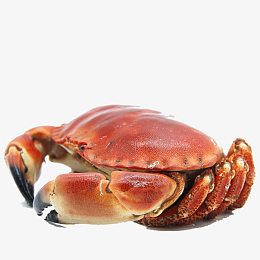 大连海产黄金蟹