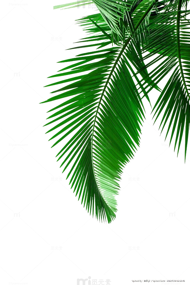 绿色椰子树叶图片素材