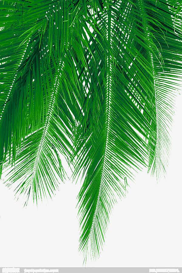 清新椰子树叶图片素材