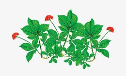 高清人参花素材