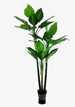室内种植人参花盆景图片