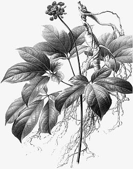 手绘人参花图片