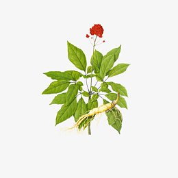 山参人参花免费素材