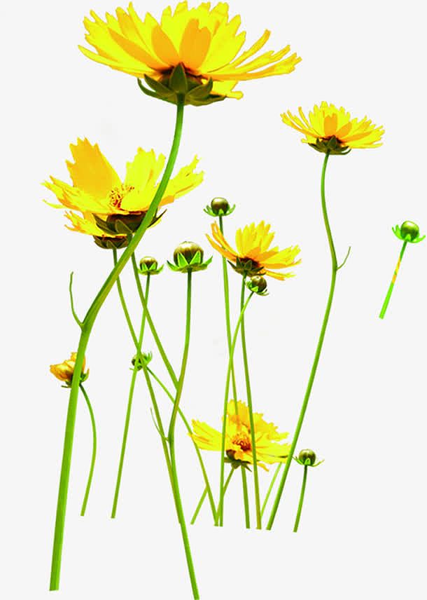 黄色季节花朵设计