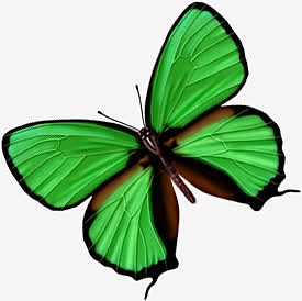 绿色烂漫蝴蝶设计
