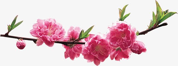 春天风景粉色桃花树枝装饰