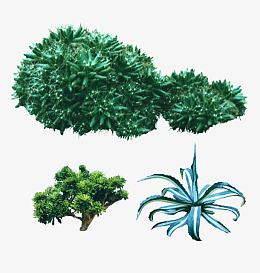 耐旱类植物图片