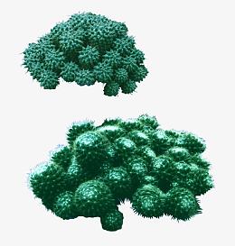 耐旱类植物模板下载
