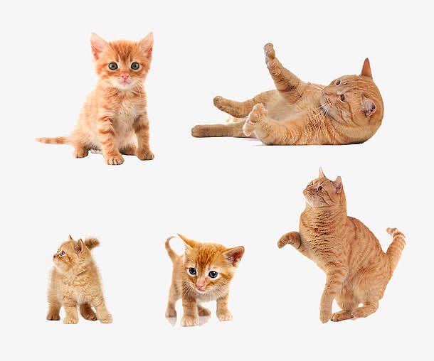 5种形态的小奶猫