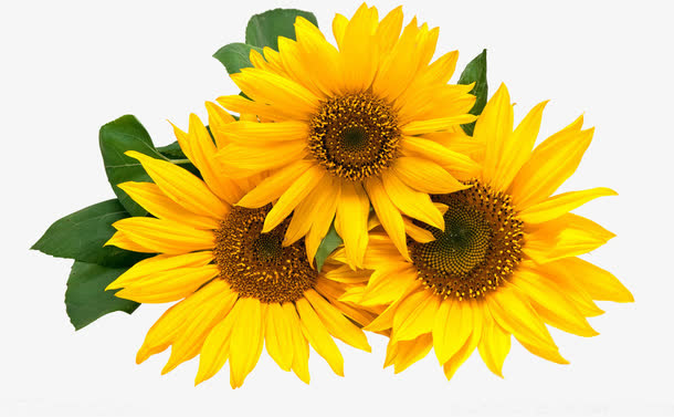 春天黄色淡雅花朵免抠素材免费下载_觅元素51yuansu.com