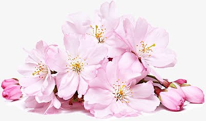 粉色樱花春天花朵