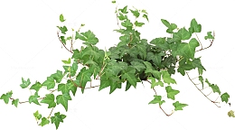 树藤 藤蔓 绿色植物