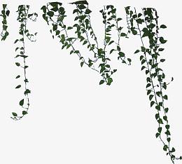 树藤 藤蔓 绿色植物
