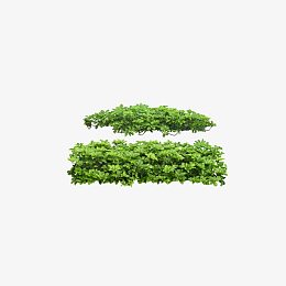 树藤 藤蔓 绿色植物
