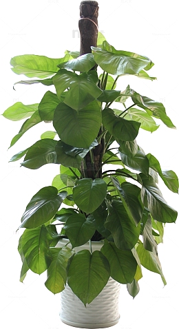 树藤 藤蔓 绿色植物 绿色