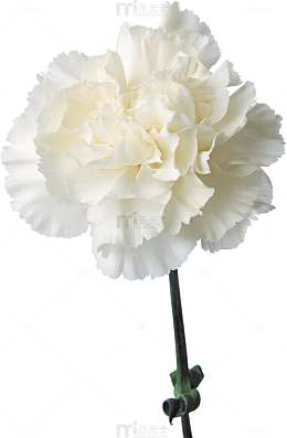 鲜花图案鲜花元素 白色康乃馨