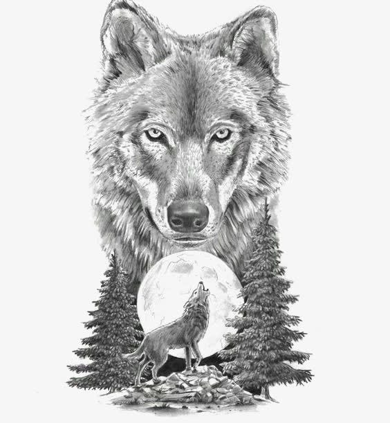 狼的全身素描图片