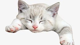 贪婪的猫