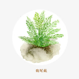 狼尾蕨蕨类素材