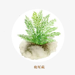 狼尾蕨蕨类素材