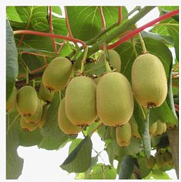 树上新鲜的红心猕猴桃