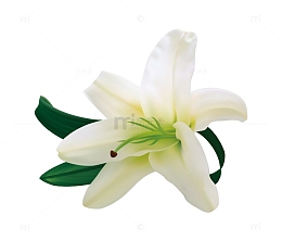白色百合花