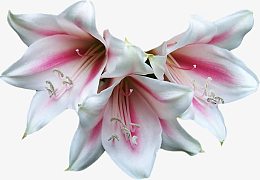 白色百合花
