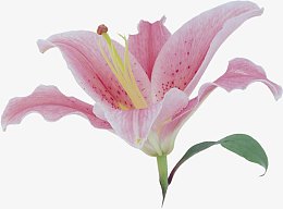 粉色百合花